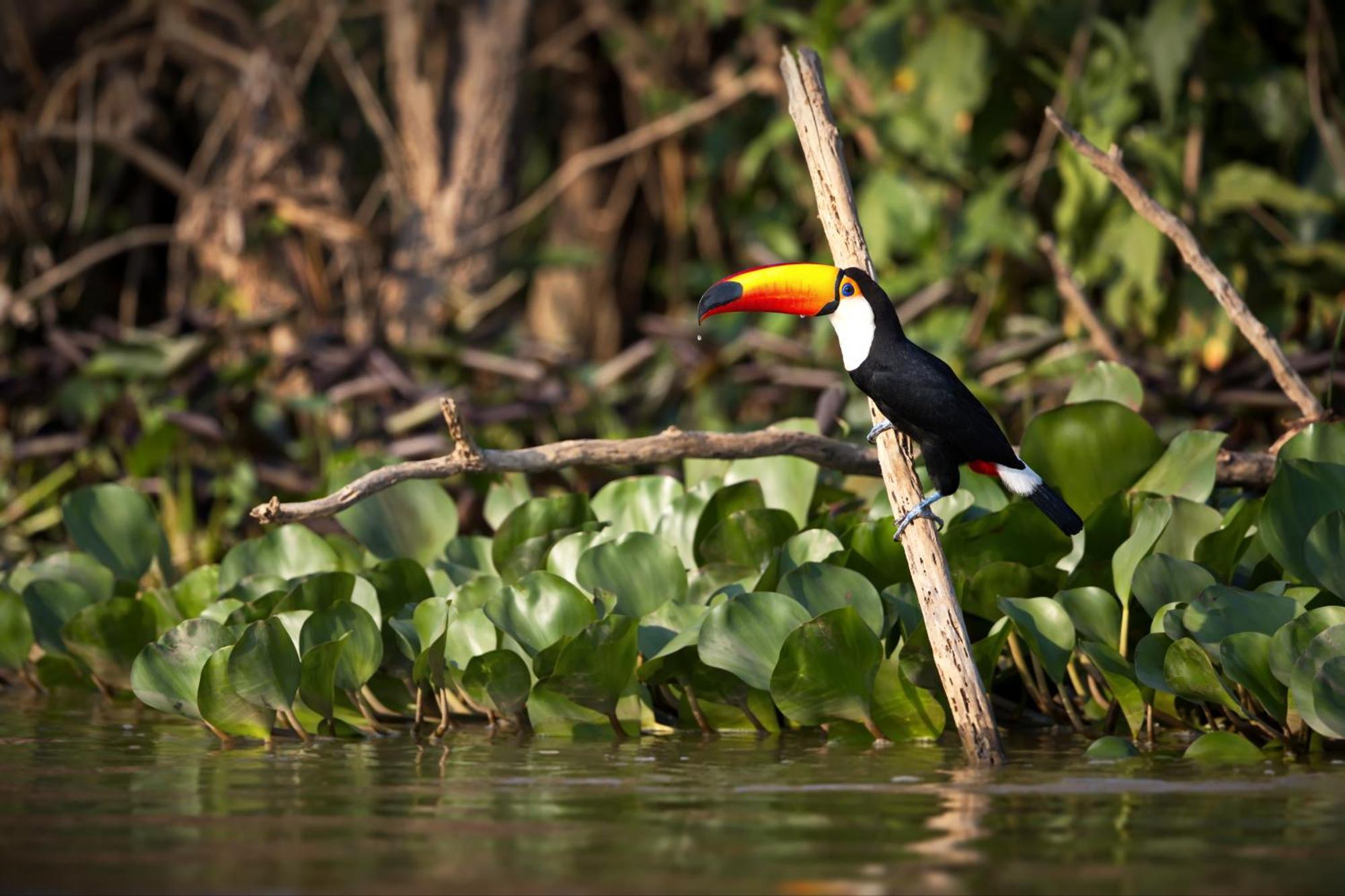 Caiman Lodge - Cuyabeno Nature Amazon Tour Екстер'єр фото